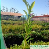 Muda de Peroba Muda de Peroba