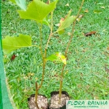 Muda de Plátanos Muda de Plátanos