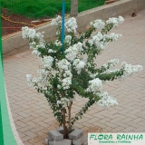 Muda de Resedá Muda de Resedá