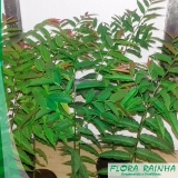 Muda de Sapucaia Muda de Sapucaia