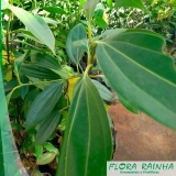 Muda de Canela Muda de Canela