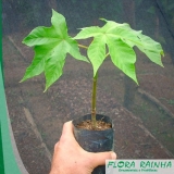 Muda de Embaúba Muda de Embaúba