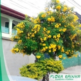 Muda de Ipê Amarelo Muda de Ipê Amarelo