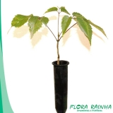 Muda de Ipê Roxo Muda de Ipê Roxo