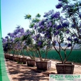 Muda de Jacarandá Muda de Jacarandá