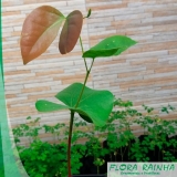 Muda de Jatobá Muda de Jatobá