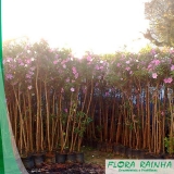 Muda de Manacá da Serra Muda de Manacá da Serra