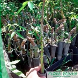 Muda de Paineira Muda de Paineira