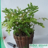 Muda de Pau Brasil Muda de Pau Brasil