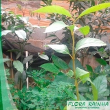 Muda de Pau Viola Muda de Pau Viola