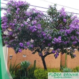 Muda de Quaresmeira Muda de Quaresmeira