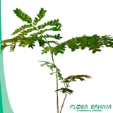 Muda de Sibipiruna Muda de Sibipiruna