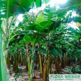 mudas de banana Vila Marcelo mudas de banana Vila Marcelo