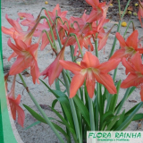 mudas de bromélias Vila Formosa mudas de bromélias Vila Formosa