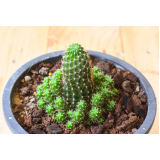 mudas de cactos preço Sumaré mudas de cactos preço Sumaré