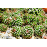 mudas de cactos Vila Endres mudas de cactos Vila Endres