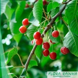 mudas de cereja Limeira mudas de cereja Limeira