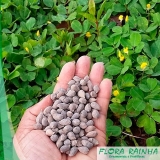 Muda de Grama Amendoim Muda de Grama Amendoim