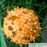 Muda de Ixora Muda de Ixora
