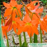 Muda de Lírio Muda de Lírio