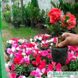 Muda de Mini Azaléia Muda de Mini Azaléia