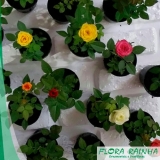 Muda de Mini Rosa Muda de Mini Rosa