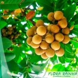 Muda de Longana Muda de Longana