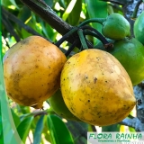 Muda de Mangostão Muda de Mangostão