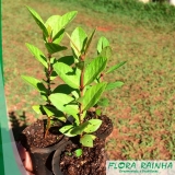 Mudas de Goiaba Mudas de Goiaba