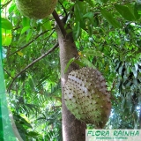 mudas de graviola Jaçanã mudas de graviola Jaçanã