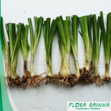 Muda de Bambu de Jardim Muda de Bambu de Jardim