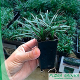 Muda de Coqueiro de Jardim Muda de Coqueiro de Jardim