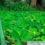 Mudas de Coqueiro para Jardim Mudas de Coqueiro para Jardim