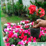 Mudas de Flores para Jardim Externo Mudas de Flores para Jardim Externo