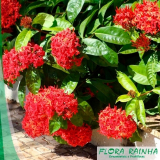 Mudas de Flores para Jardim Mudas de Flores para Jardim