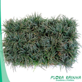 Mudas de Palmeiras para Jardim Mudas de Palmeiras para Jardim