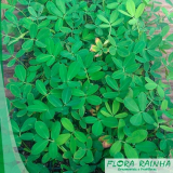 Mudas de Plantas Ornamentais para Jardim Mudas de Plantas Ornamentais para Jardim