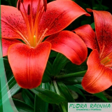 Mudas de Plantas para Jardim Externo Mudas de Plantas para Jardim Externo