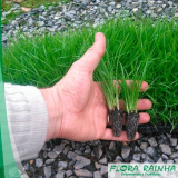 Mudas de Plantas para Jardim Mudas de Plantas para Jardim