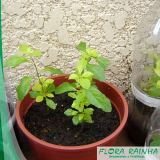 Mudas para Jardim Vertical Mudas para Jardim Vertical