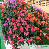 Mudas para Jardim Mudas para Jardim