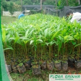 Muda de Palmeira Açaí Muda de Palmeira Açaí