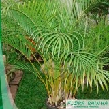 Muda de Palmeira Areca Bambu Muda de Palmeira Areca Bambu