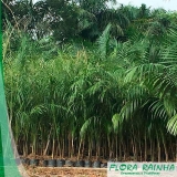 Muda de Palmeira Imperial Muda de Palmeira Imperial