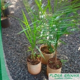 Muda de Palmeira Jerivá Muda de Palmeira Jerivá