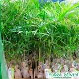 Muda de Palmeira Jussara Muda de Palmeira Jussara