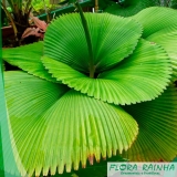 Muda de Palmeira Leque Muda de Palmeira Leque