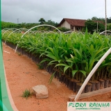 Muda de Palmeira Pupunha Muda de Palmeira Pupunha