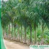 Muda de Palmeira Real Muda de Palmeira Real