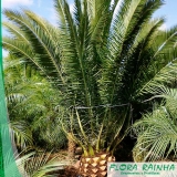 Muda de Palmeira Tamareira Muda de Palmeira Tamareira